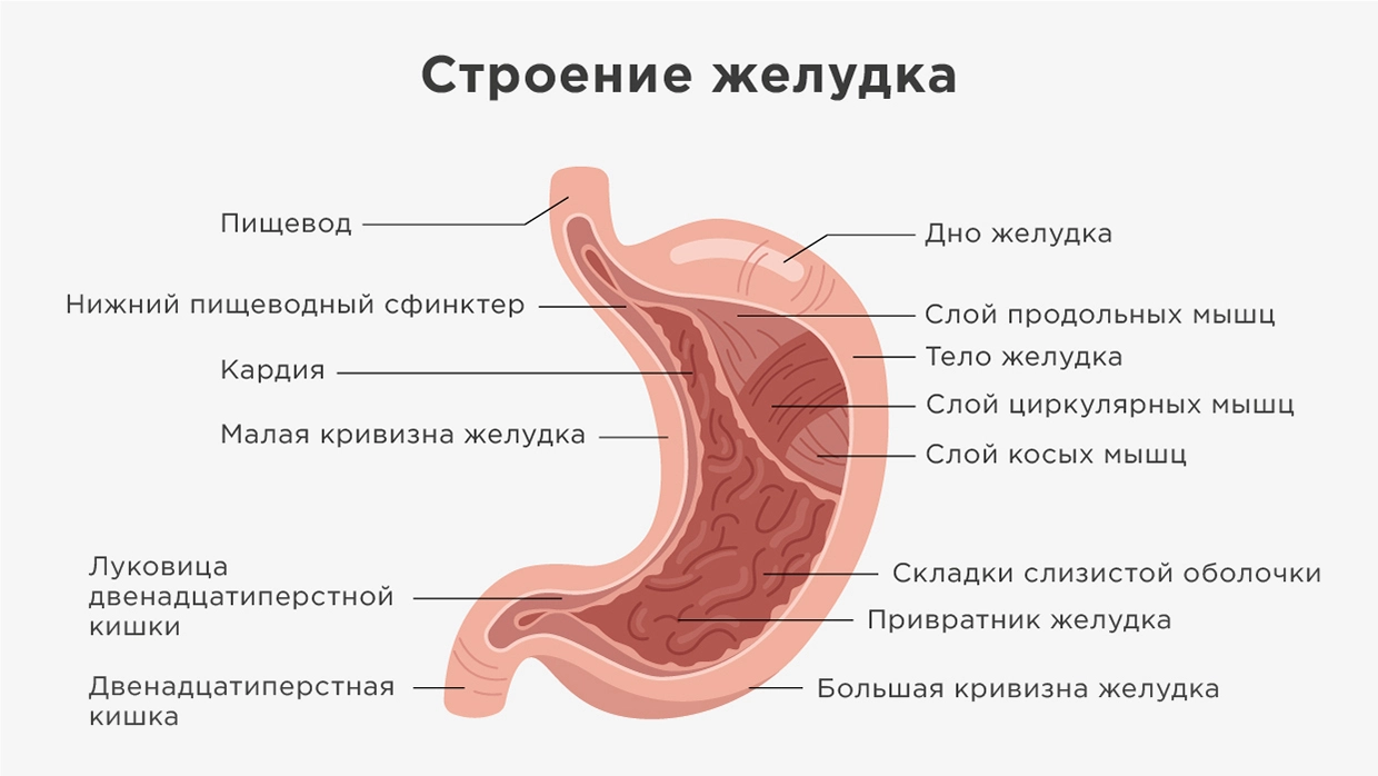 Резекция желудка бесплатно по полису ОМС.